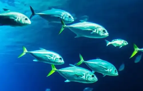 Engenheiro de pesca
