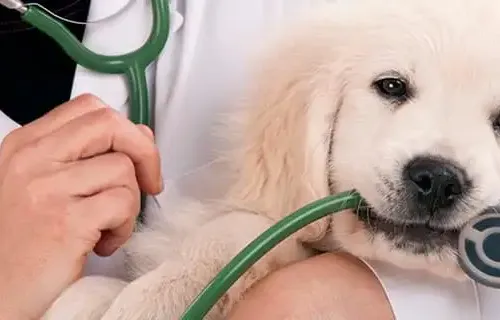 Veterinário